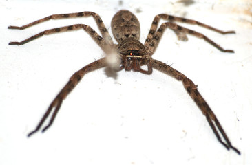 animal spider isolated