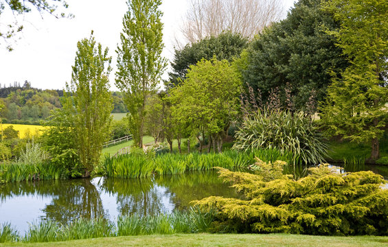 A garden pond in springtime