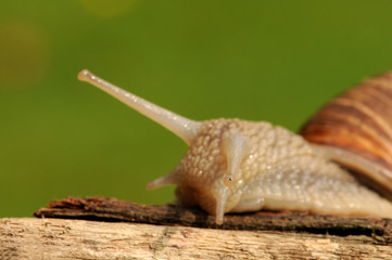 Weinbergschnecke