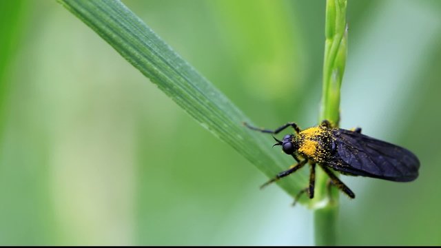 Raubfliege
