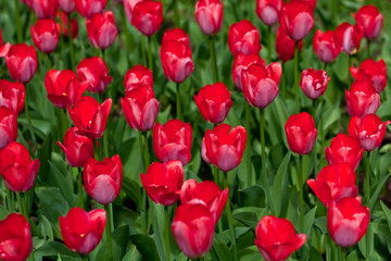 Fototapeta premium Field of red tulips