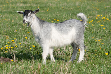Obraz premium young goat poses for the camera