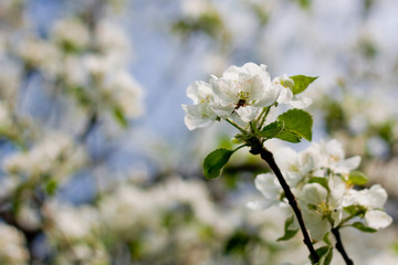 Apple flower