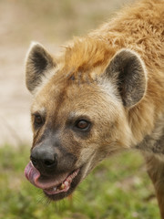 Hyena Eating