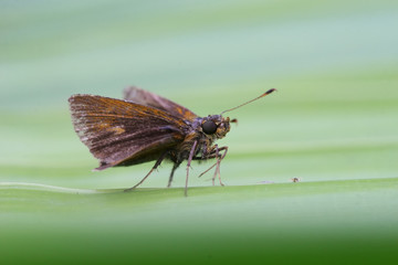Hylephila phyleus - (Fiery skipper)