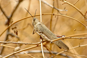 grasshopper in the nature
