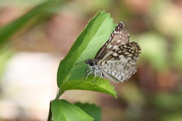 Hylephila phyleus - (Fiery skipper)