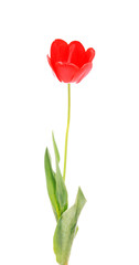 red tulip,  isolated.