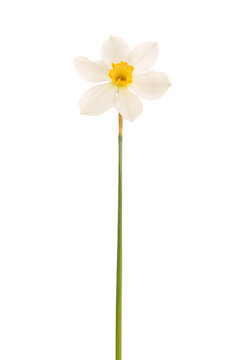 narcissus , isolated.