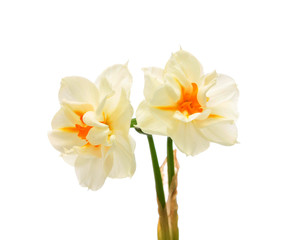 narcissuses,isolated.