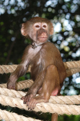 animal monkey alone