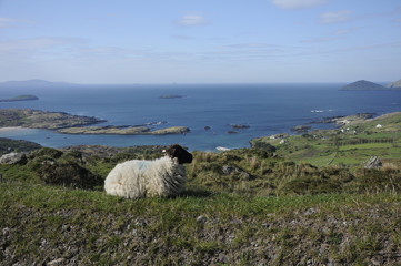 pecora sulla costa irlandese