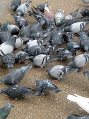Pigeons