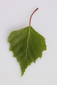 Birkenblatt3