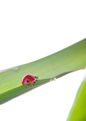 Ladybird on green leaf © Anton Violin # 22694052