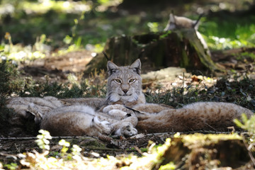 lynx lynx