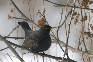 turdus merula, blackbird