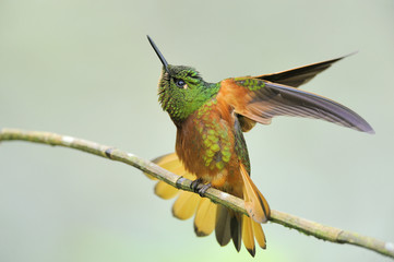 Fototapeta premium pterophanes cyanopterus hummingbird