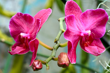 orchid flower