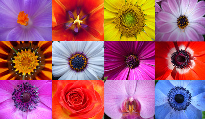 Naklejka premium Flowers Collage