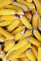 Corn