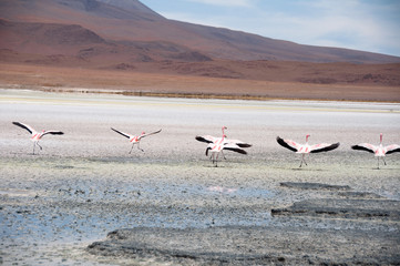 Flamingos
