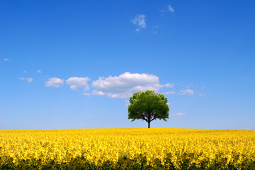 Obraz premium Rape seed field and lone tree landscape
