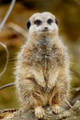 Meerkat