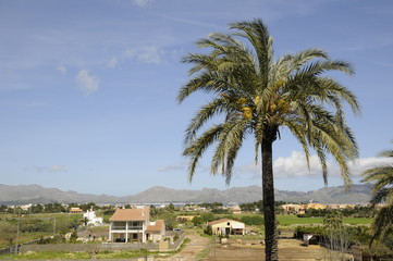 Fototapeta na wymiar Palme bei Alcudia