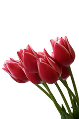 Seven red tulips