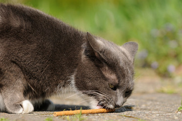 Katze mit Futter
