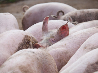 Guckt doch kein Schwein