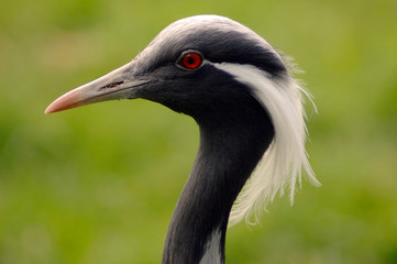 Demoiselle crane