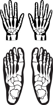 hands and foot bones vector illustration