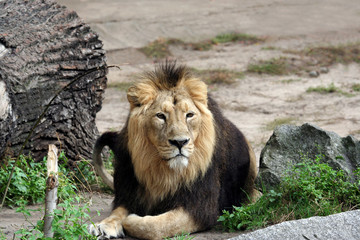 Adult male lion