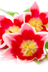 Plakat pink tulips