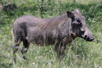 Warzenschwein - Südafrika 2