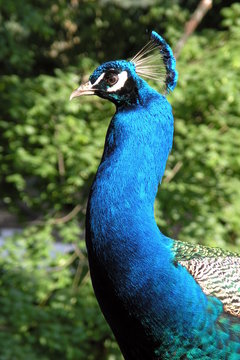 Pfau