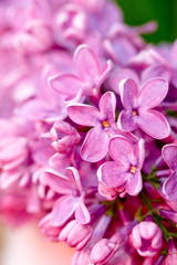 fresh lilac flower