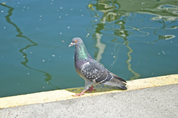 Pigeon walking in the port