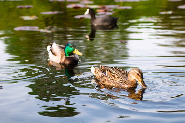 ducks in water of lake