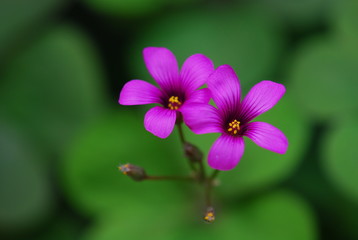 Fototapeta premium Oxalis corymbosa