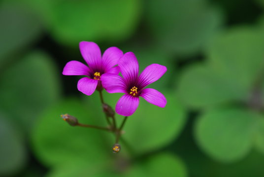 Oxalis corymbosa