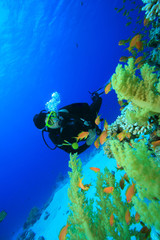 Scuba Diver explores a coral reef