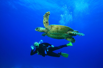 Woman scuba dives with Hawksbill Turtle