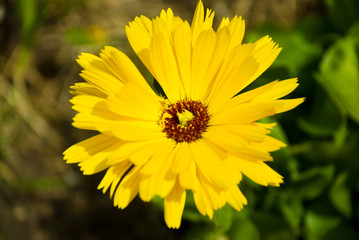 Close up  yellow daisy