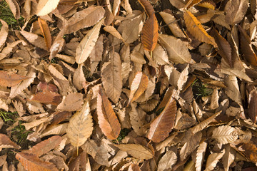 落ち葉が積もった地面