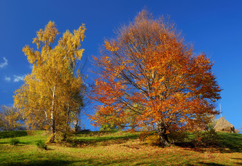 Autumn landscape with colored trees