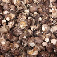 Shiitake - Champignons parfumés