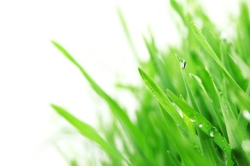 Fresh green grass with water droplet